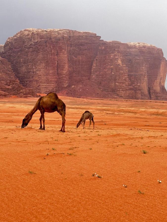 Wadi Rum Oryx Hostel & Tours מראה חיצוני תמונה